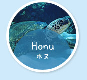 Honu(ホヌ)