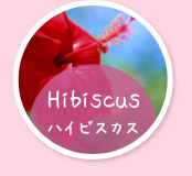 Hibiscus ハイビスカス