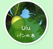 Ulu(ウル)パンの木