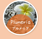 Plumeria プルメリア