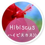 ハイビスカス Hibiscus