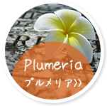 プルメリア Plumeria